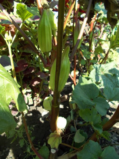  - SEMINTE BAME - D 128 HILL COUNTRY HEIRLOOM RED OKRA