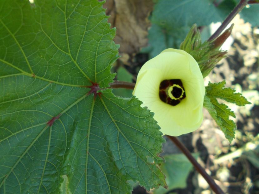  - SEMINTE BAME - D 128 HILL COUNTRY HEIRLOOM RED OKRA