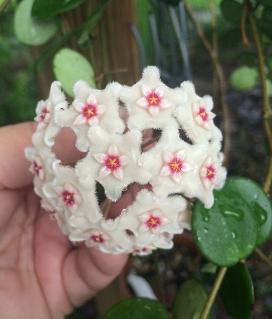 hoya mathilde serpens parfumata - Hoya Mathilde serpens