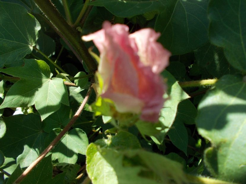  - Z SEMINTE BUMBAC ALB