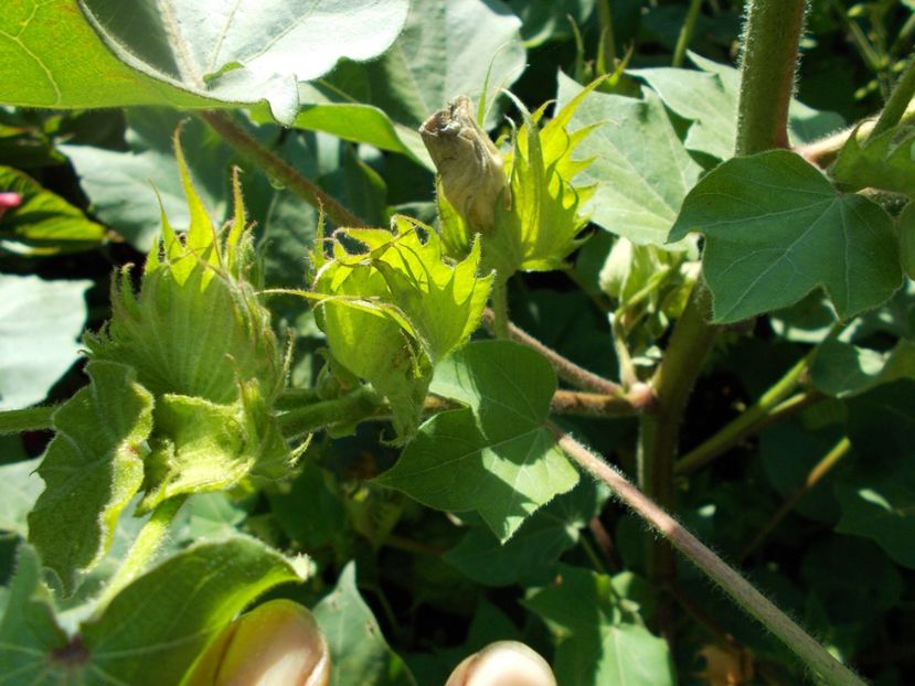  - Z SEMINTE BUMBAC ALB