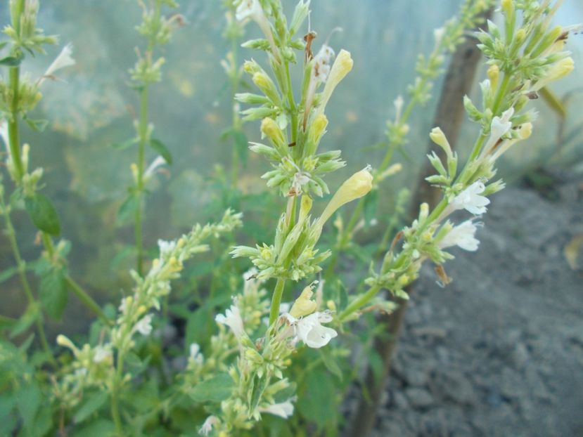  - Z SEMINTE AGASTACHE MEXICANA - CHAMPAGNE - D