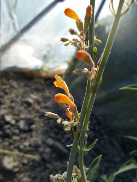  - Z SEMINTE AGASTACHE - APRICOT SUNRISE - D