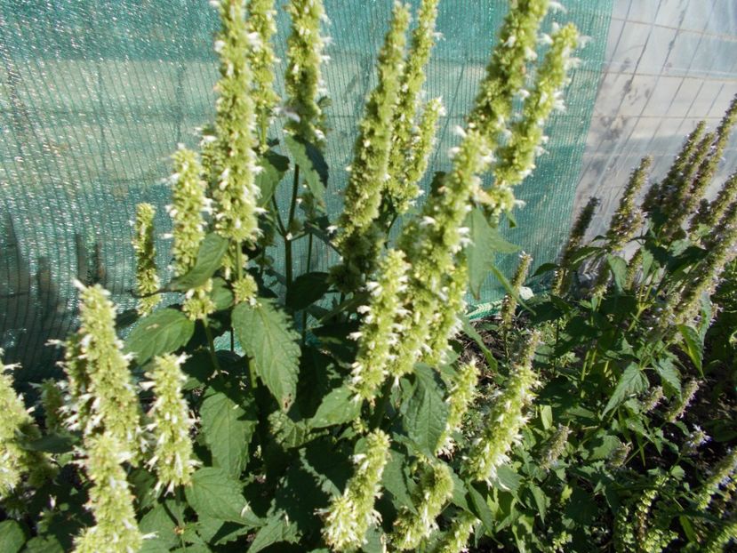  - SEMINTE AGASTACHE FOENICULUM ALB - D 30