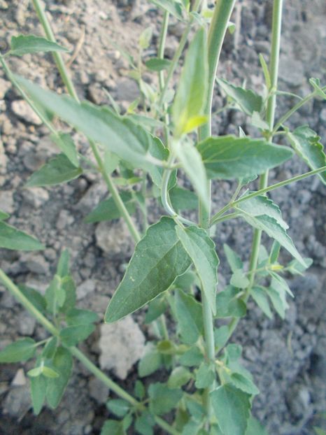  - Z SEMINTE AGASTACHE - APRICOT SUNRISE - D