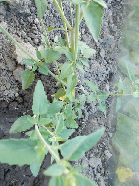  - Z SEMINTE AGASTACHE - APRICOT SUNRISE - D