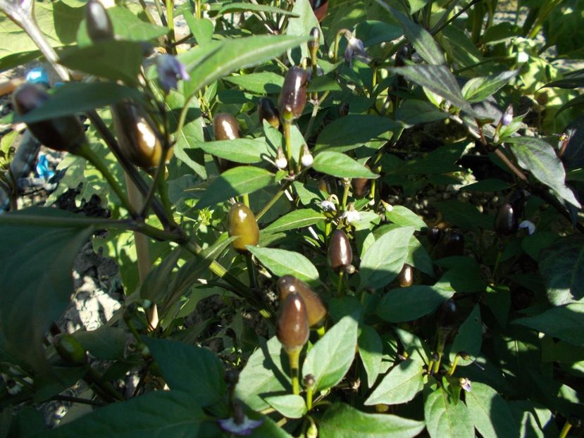  - SEMINTE ARDEI IUTE - AI 47 MAGIRO - NEIZOLAT