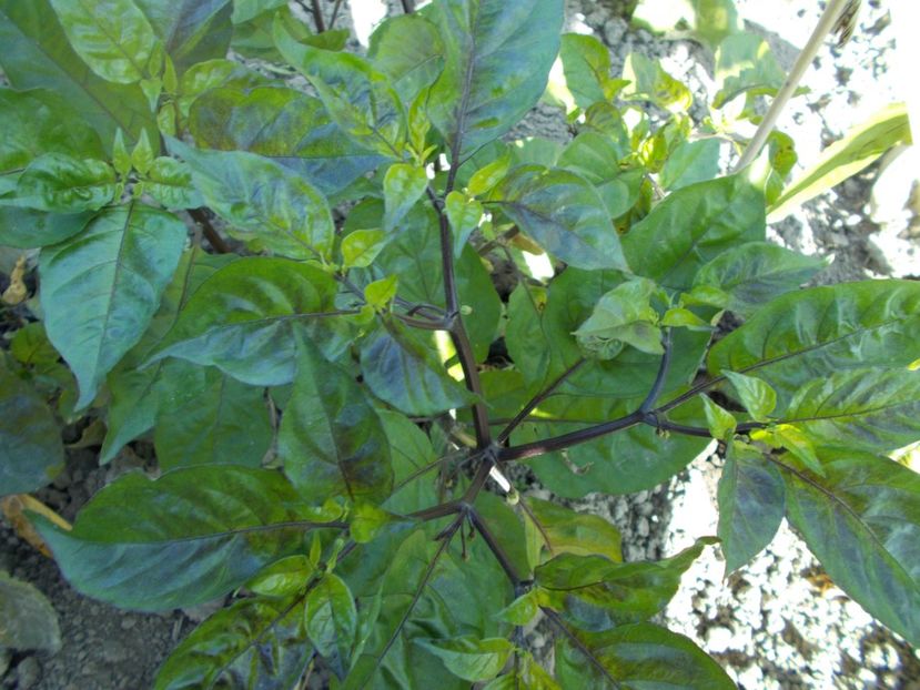  - SEMINTE ARDEI IUTE - AI 40 BLACK PANTHER - NEIZOLAT