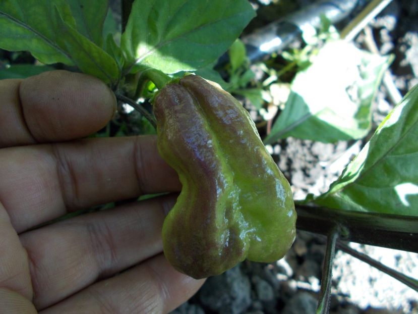  - SEMINTE ARDEI IUTE - AI 40 BLACK PANTHER - NEIZOLAT