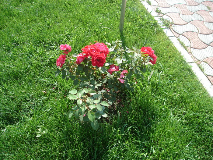 DSC05110 - Trandafiri