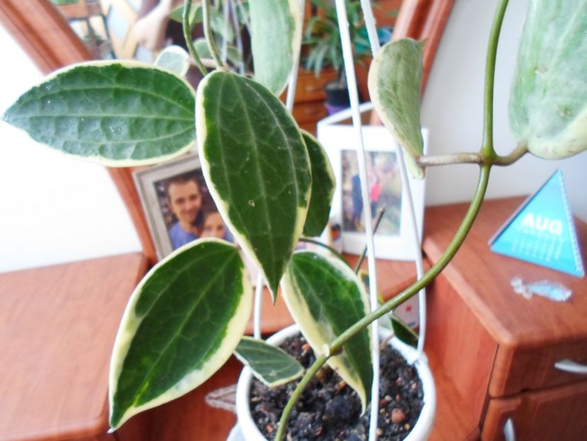  - Hoya Macrophylla Variegata