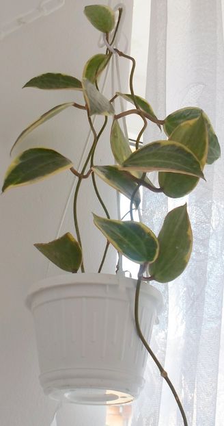  - Hoya Macrophylla Variegata