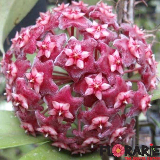 hoya-pubicalyx-royal - Hoya Pubicalyx Royal