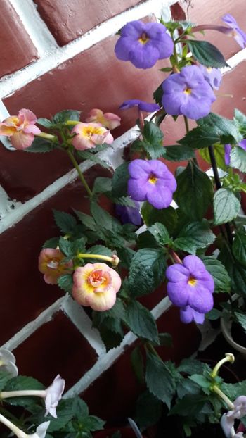 Un Serge Saliba si un RFS :) - 10 Achimenes 2019