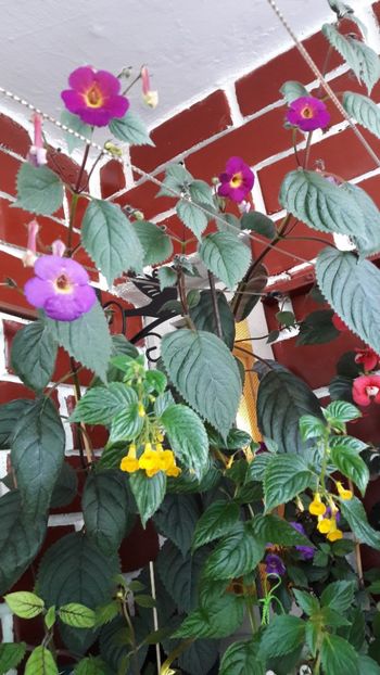 Oare mai am loc si de rufe :))) - 10 Achimenes 2019