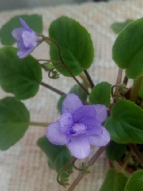 29 iul - ZZ Cedar Creek Stormy