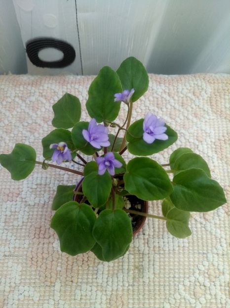 22 iul - ZZ Cedar Creek Stormy