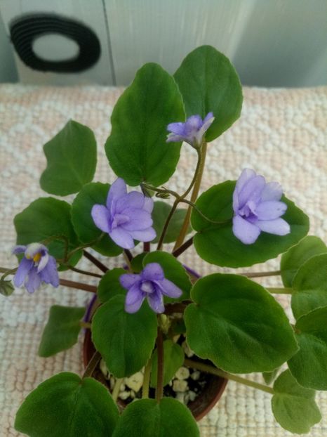 22 iul - ZZ Cedar Creek Stormy