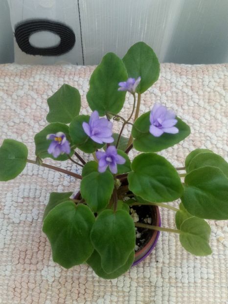 22 iul - ZZ Cedar Creek Stormy