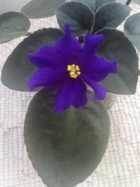 29 iul - Afrikanskaia Noch