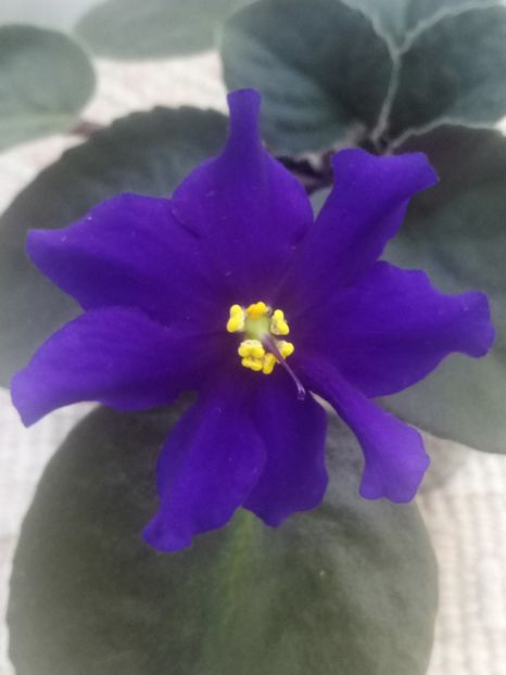 29 iul - Afrikanskaia Noch