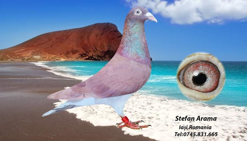 received_2477884742440312 - KAREL Meulemans ROSU RECISIV