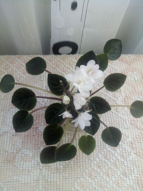 29 iul - ZZ Deer Path