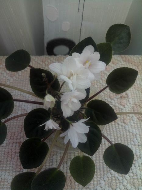 29 iul - ZZ Deer Path