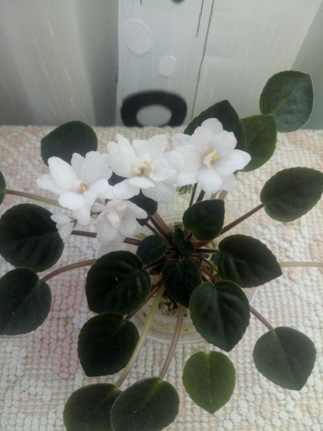 29 iul - ZZ Deer Path