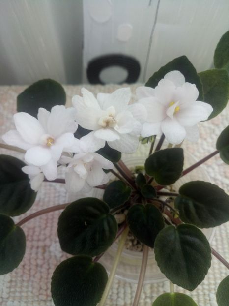 29 iul - ZZ Deer Path