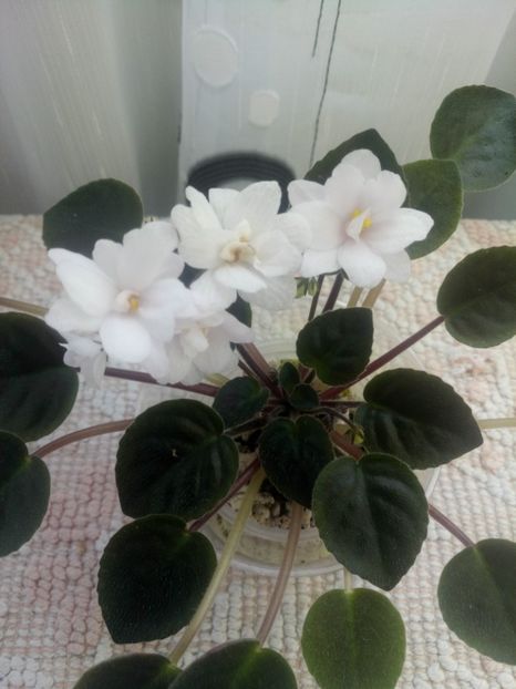 29 iul - ZZ Deer Path