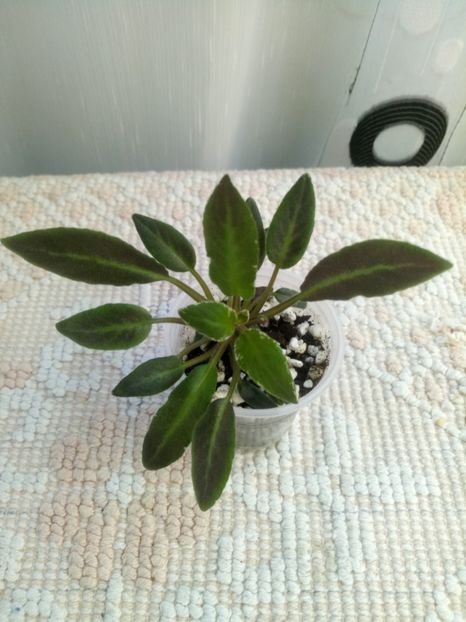 10 aug - Senk s Azalea Trail