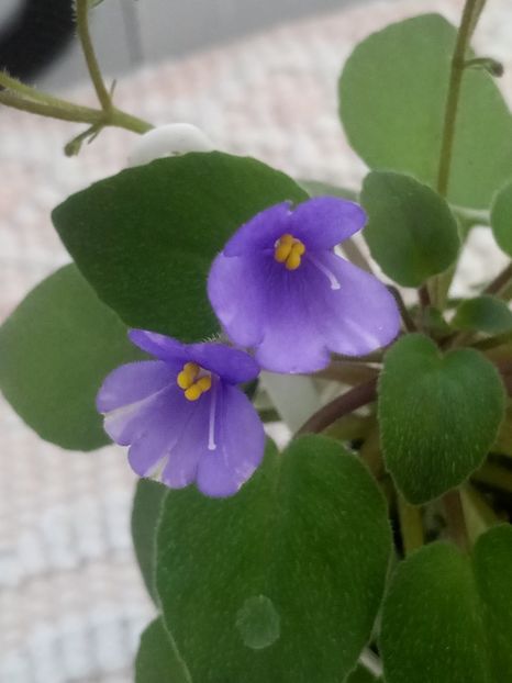 22 iul - ZZ Lilla Blacklokan