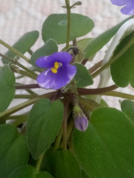 22 iul - ZZ Lilla Blacklokan