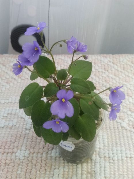 22 iul - ZZ Lilla Blacklokan