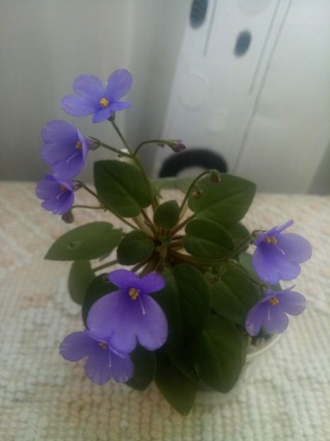 29 iul - ZZ Lilla Blacklokan