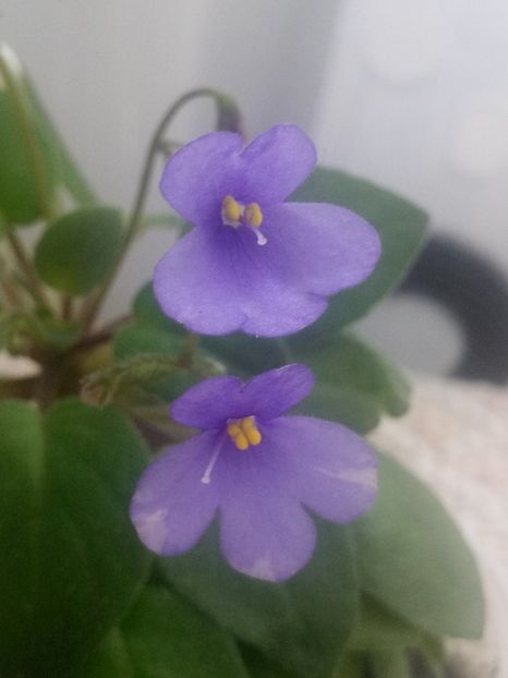 29 iul - ZZ Lilla Blacklokan