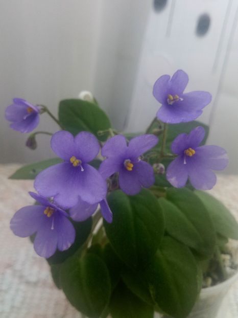 29 iul - ZZ Lilla Blacklokan