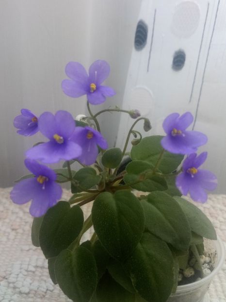 29 iul - ZZ Lilla Blacklokan