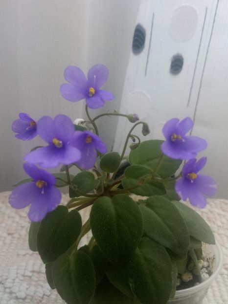 29 iul - ZZ Lilla Blacklokan