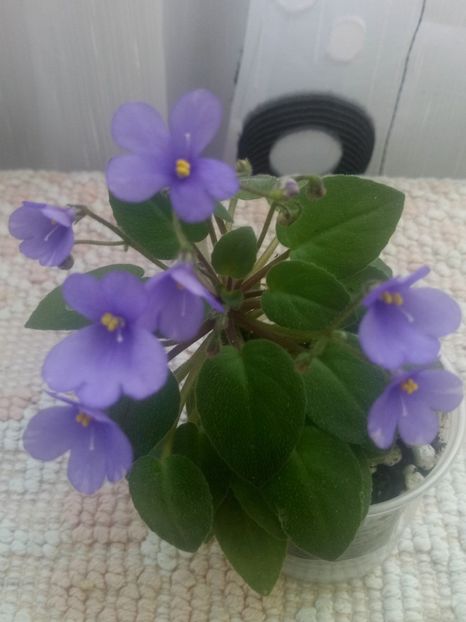 29 iul - ZZ Lilla Blacklokan