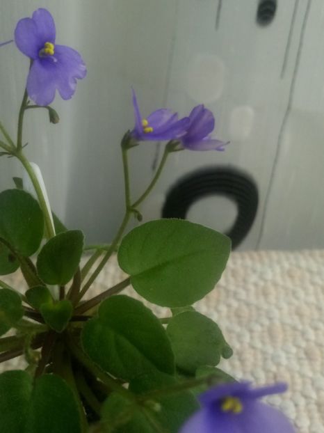 3 aug - ZZ Lilla Blacklokan