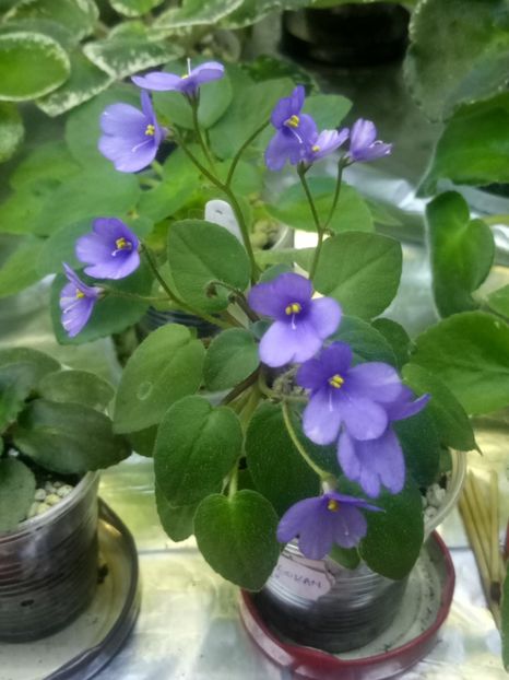 3 aug - ZZ Lilla Blacklokan