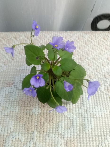 10 aug - ZZ Lilla Blacklokan