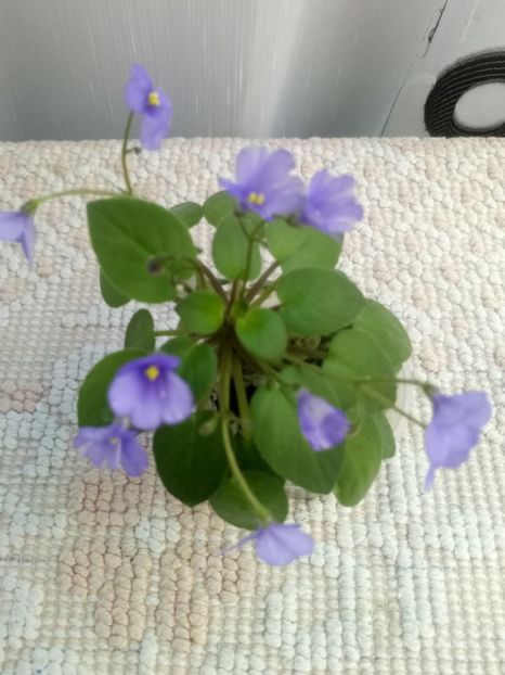 10 aug - ZZ Lilla Blacklokan