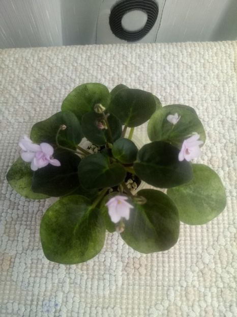 3 aug - Ramblin Dots