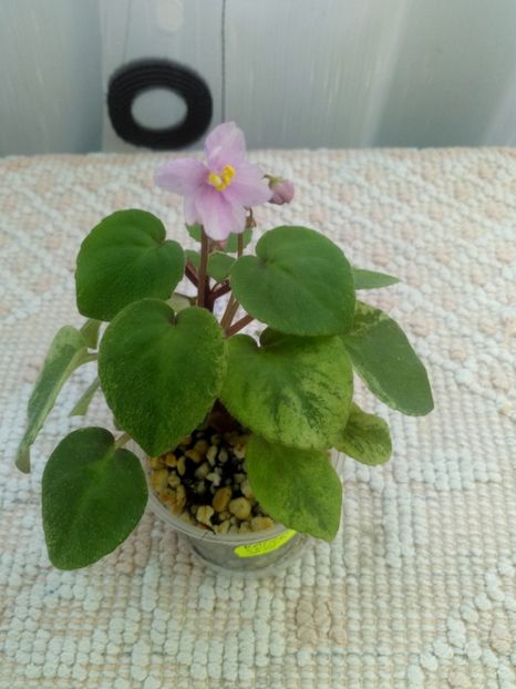 22 iul - Ramblin Spots