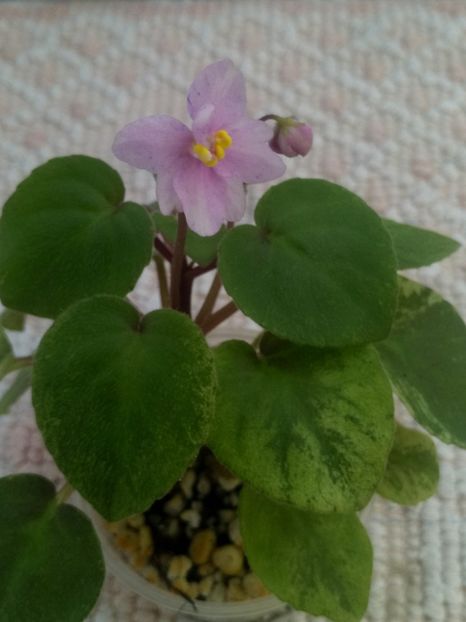 22 iul - Ramblin Spots