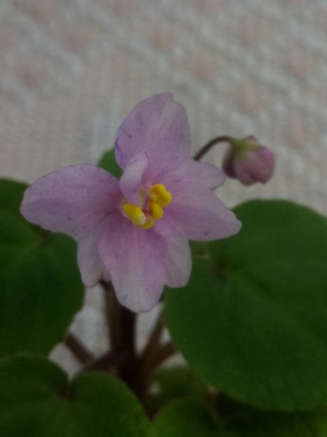 22 iul - Ramblin Spots