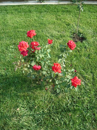 DSC05440 - Trandafiri